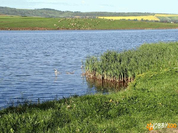 Lac Iaz Lates - Piatra Neamt