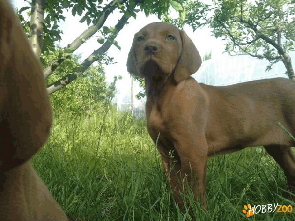 Vand pui de Vizsla Maghiara