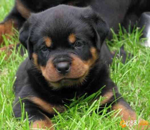 Catei rottweiler de exceptie