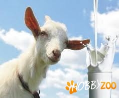 Lapte si branza de capra bio