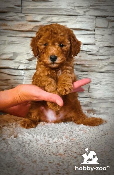 Mini Pudel catelusi de vanzare