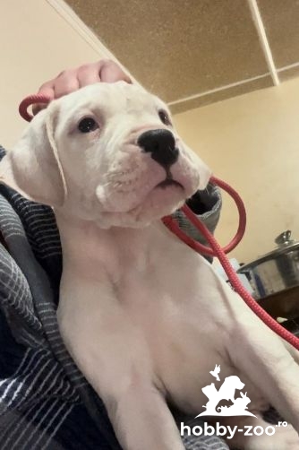 Dogo Argentino catelusi de vanzare