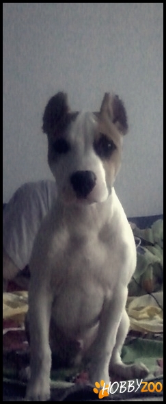 Pitbull 4 luni, PRET AVANTAJOS