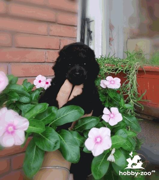 Toy Pudel catelusi de vanzare