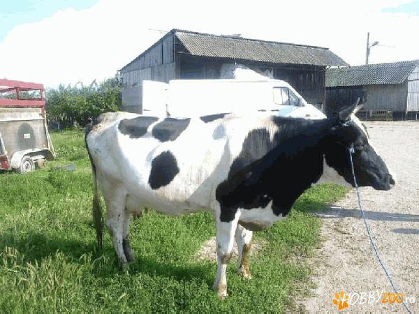 Vaci fatate cu vitei alaturi