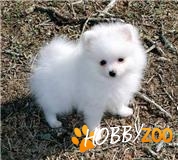 De vanzare POMERANIAN