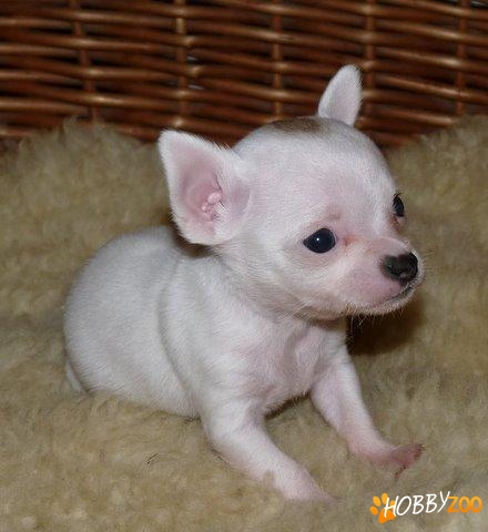 Vindem catelusi Chihuahua a