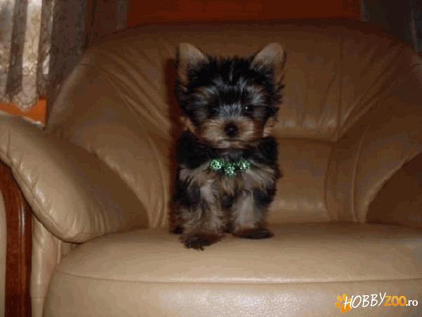 vand catei yorkshire terrier