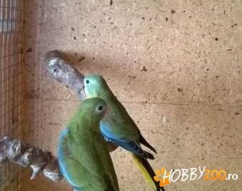 Pereche papagali de iarba