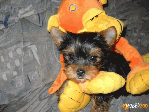 yorkshire terrier extra   toy