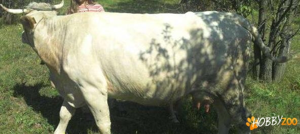 Vaca rasa metis fatata