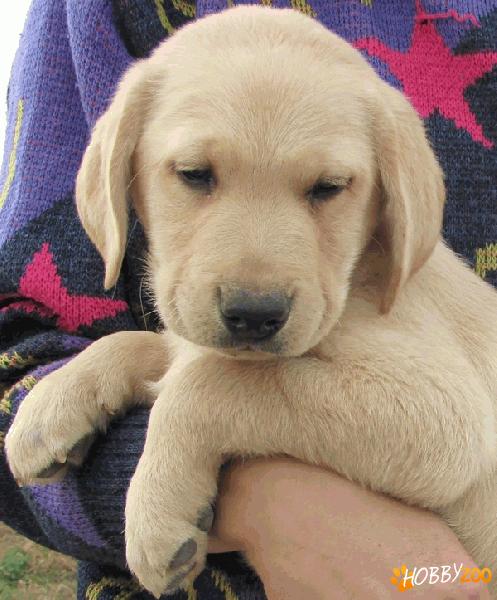 Pui labrador galben de vanzare