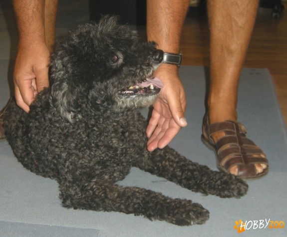 Gasit caniche in Agigea
