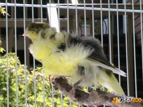 Gloster Frilled Canaries