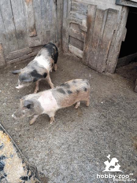 Porci de vânzare comuna Pauca SB