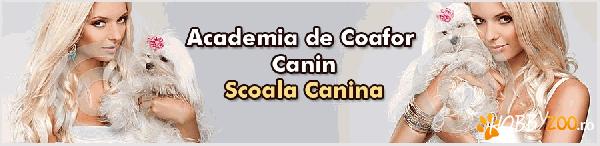 Cursuri Frizerie Canina Bucuresti