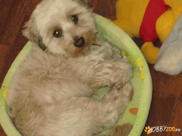bichon havanez-  localitatea braila