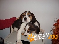 Beagle pui de vanzare
