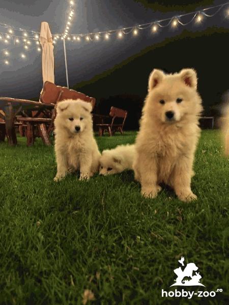 Vand pui rasa samoyed
