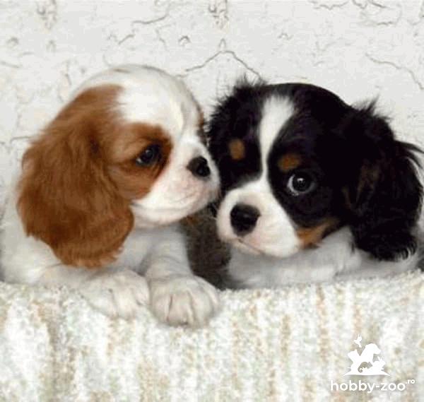 Catei Cavalier King Charles cu carnet de sanatate