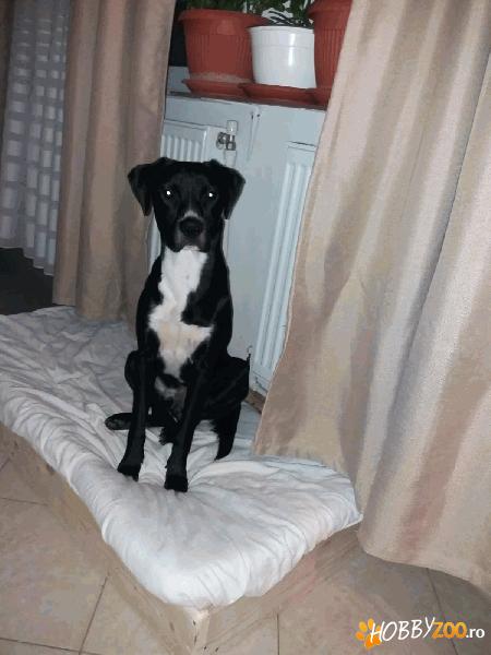 Metis de amstaff pentru monta
