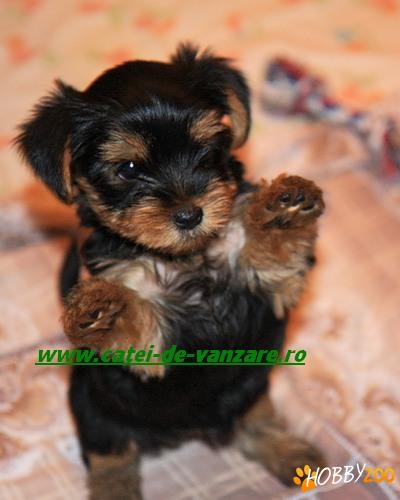 YORKSHIRE TERRIER SUPER TOY LA PROMOTIE