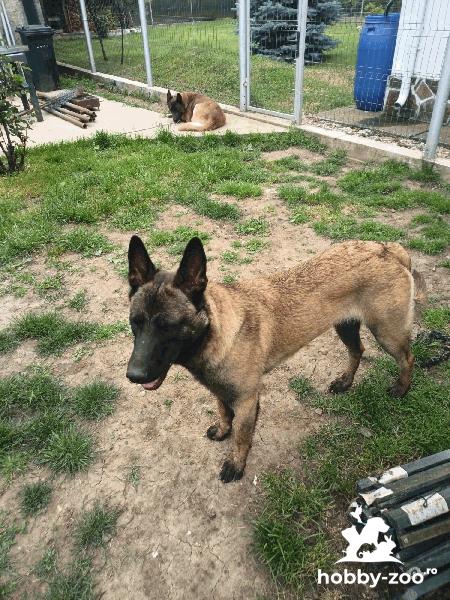 Ciobanesc belgian Malinois  pentru Monta 