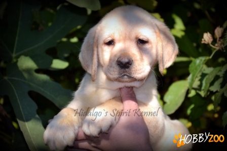 Pui Labrador Retriever Hidalgo`s Spirit
