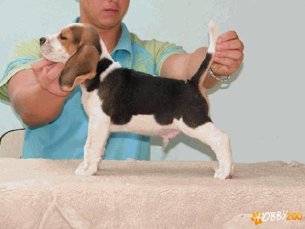 Catei Beagle de vanzare