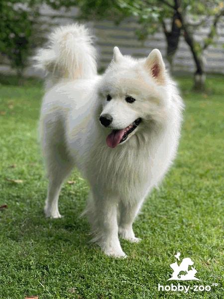 samoyed mascul pentru monta