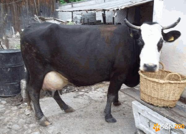 vaca de lapte cu vitel