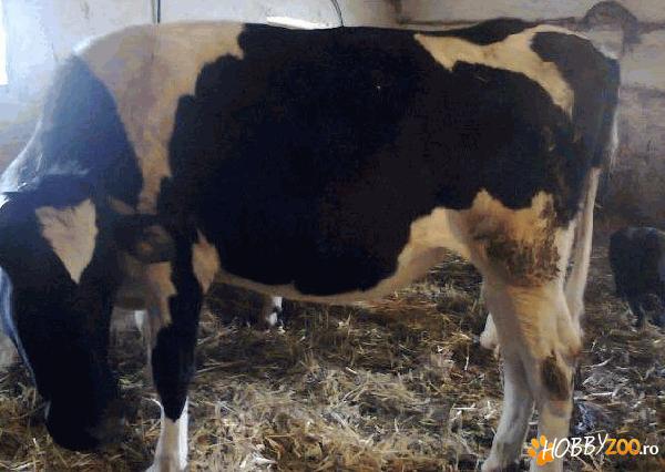 vand Vitele holstein  