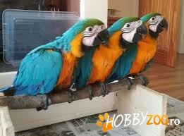 Papagali Macaw de Crăciun