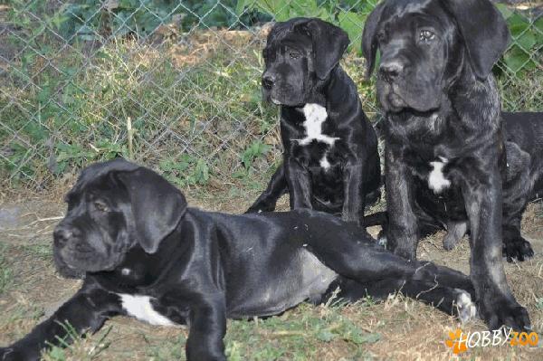 Vand catei Cane Corso