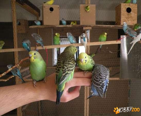 perusi din propria crescatorie