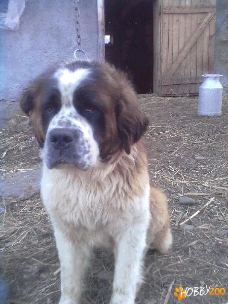 vand Saint Bernard 1 an