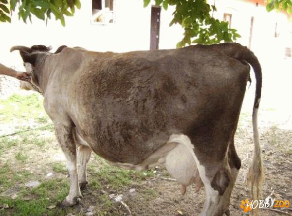  vaca  de  lapte  metis