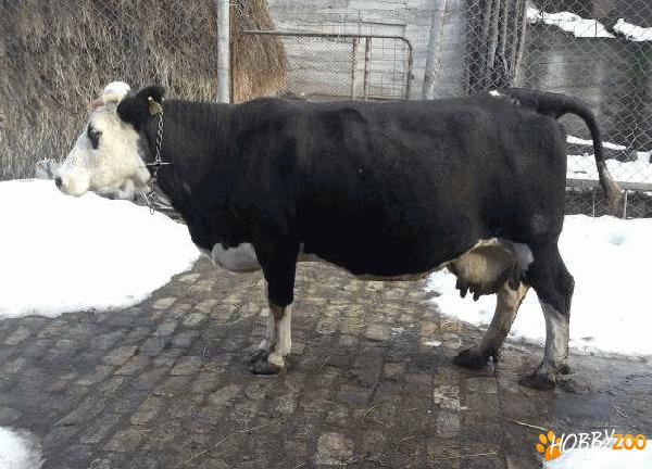 vaca gestanta de lapte