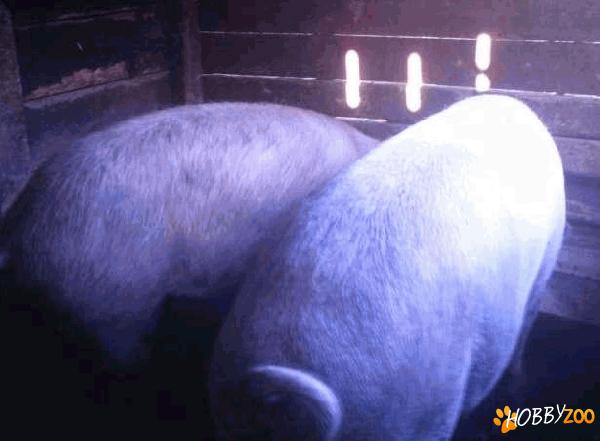 porci ocazie merita vazuti