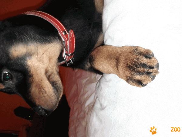 vand rotweiler fata 4 luni jumate