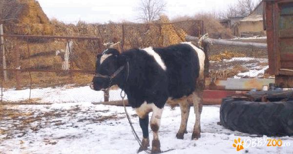 vand taur 400 kg           