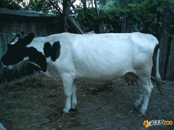 Vaca Baltata Romaneasca