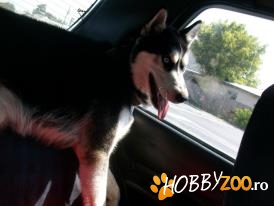 Vand baiat Husky siberian