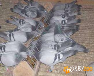 antrenamente porumbei voiajori