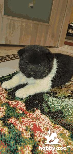 Caini Akita American 