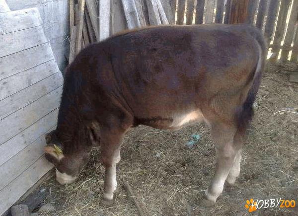 Vitea rasa Metis crotaliata