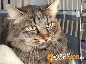 Pisicuta iubitoate SETH