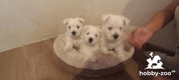 West Highland White Terrier cățeluși
