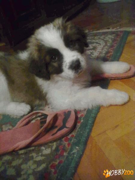 Catei Saint Bernard