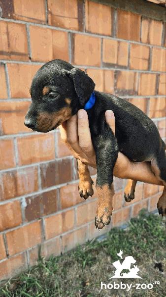 DOBERMAN PUPPIES              ..